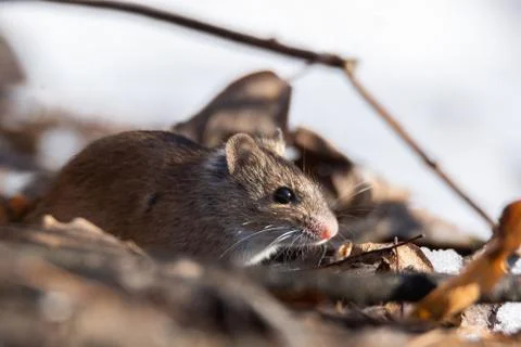The striped field mouse Foto stock