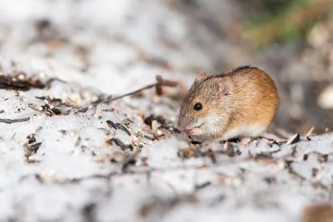 Striped field mouse is small long-tailed mouse Photos