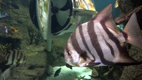 Striped fish in the aquarium Stock Footage 75171057