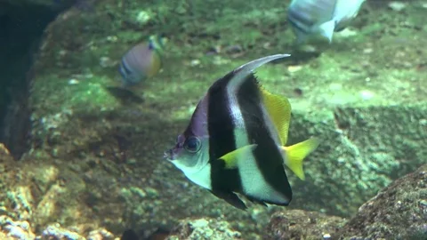 Striped fish in the aquarium Stock Footage 75303028