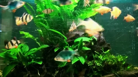 Striped fish in the aquarium Stock Footage 83033062