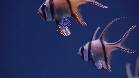 Striped fish in aquarium Stock Footage 98510587