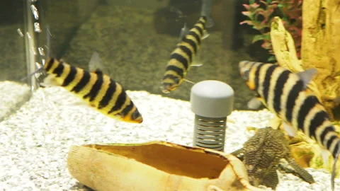 Striped fish in the aquarium Stock Footage 178425658