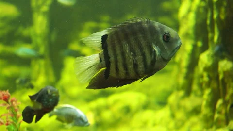 Striped fish in the aquarium Video stock 179330168