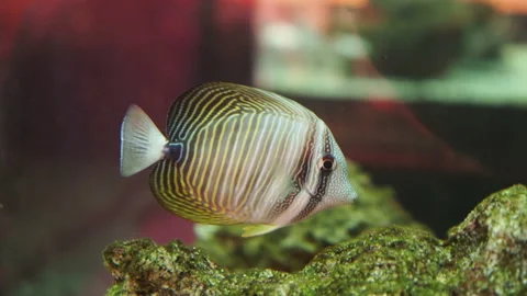 Striped fish in the aquarium Stock Footage 183364701
