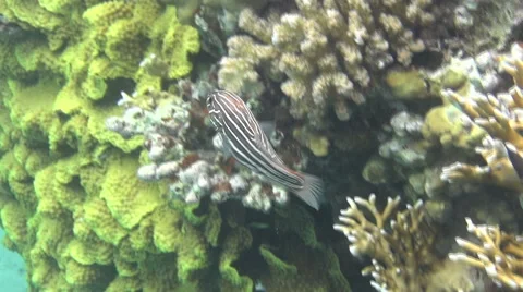 Striped fish dahab Stock Footage 42130876