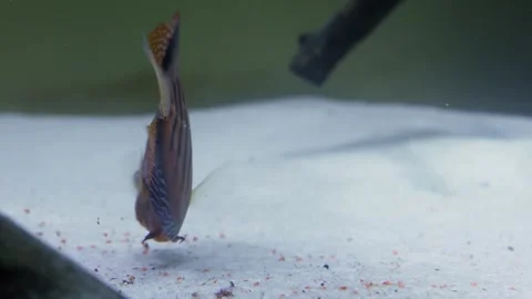 Striped fish eats forage at bottom of aquarium, closeup Stock Footage 276374072