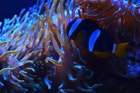 Striped fish float in pink corals in water Stock Photos