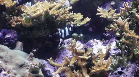 Striped fish floating in corals underwater Stock Footage 56773735