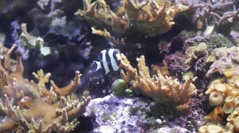 Striped fish floating in corals underwater Stock Footage 59920390