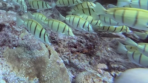 Striped Fish Gather Along a Sun-Drenched Coral Reef 库存影片 340456294