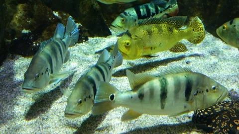 Striped fish on stone bottom in aquarium Vidéo 74631997