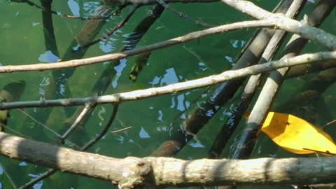 Striped fish swim in clear water among the roots of mangrove trees in Asia Stock Footage 152101552