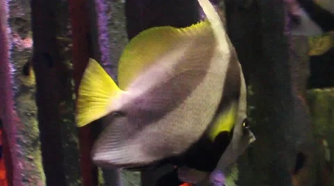 Striped fish swimming between branches Stock Footage 52349468