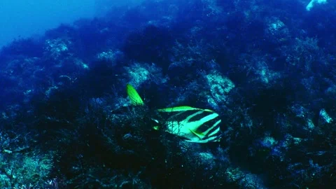 A striped fish swimming gracefully through a rocky reef with seaweed Stock Footage 346531845