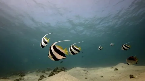 Striped fish underwater at the bottom of the Red Sea Stock-Footage 130733754
