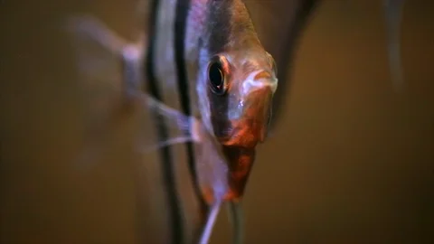 Striped fish in the water. Stock Footage 88406580
