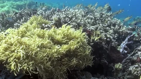Striped Fish Weaving Through a Vibrant and Fading Coral Garden Stock Footage 344487068