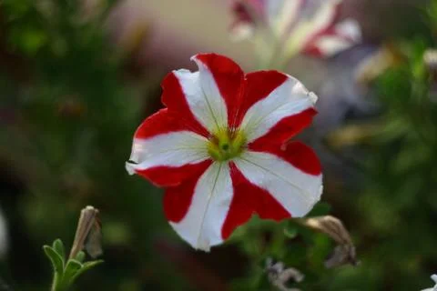 Striped Flower Stock Photos