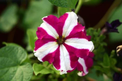 Striped Flower Stock Photos