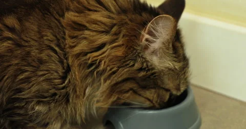 Striped fluffy cat eats cat food from a bowl 스톡 동영상 243204923