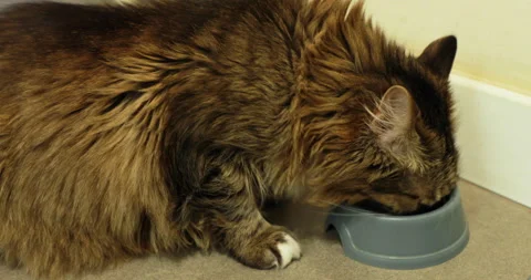 Striped fluffy cat eats cat food from a bowl 스톡 동영상 243215281