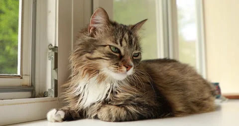 Striped fluffy cat is resting on the windowsill Stock Footage 243204045