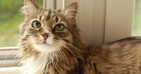 Striped fluffy cat is resting on the windowsill Stock Footage 243204490