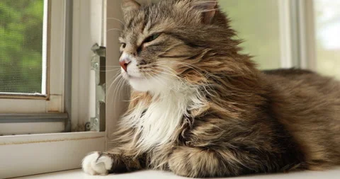 Striped fluffy cat is resting on the windowsill Stock Footage 243215507