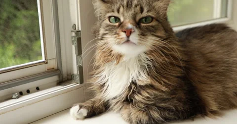 Striped fluffy cat is resting on the windowsill 스톡 동영상 243215548