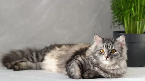 Striped fluffy gray cat lying in the sun. Stock Footage 175517069