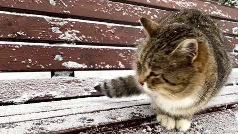 Striped fluffy gray cat stray sits on a snow-covered bench in the park Stock Footage 168990941