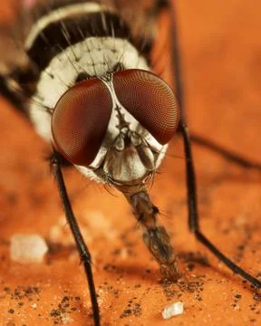 Striped fly Stock Photos
