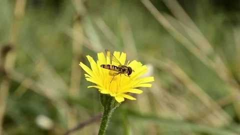 Striped fly on yellow flower Vídeo Stock 141328359