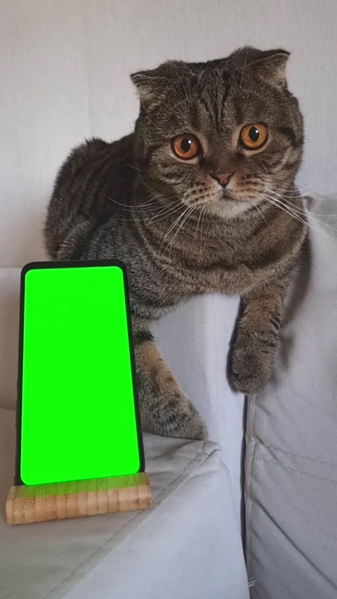 A striped fold-eared cat is lying on a light sofa, with a smartphone with a Stock Footage 311476952