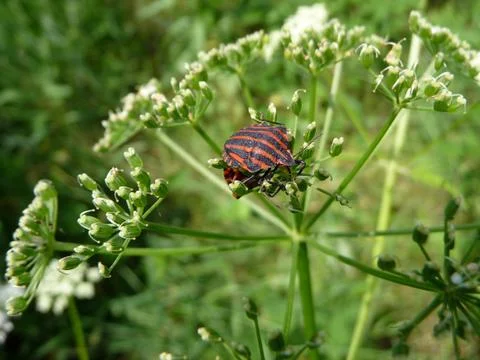 Striped forest bug Foto stock