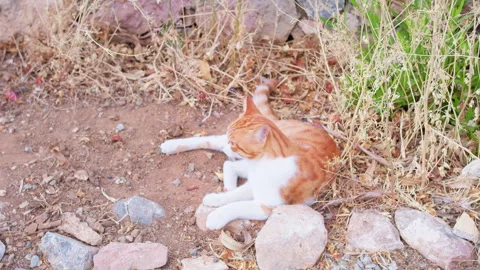 Striped ginger cat rests on a warm surface, lying down on the ground Stock Footage 307754086