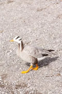 Striped goose Stock Photos