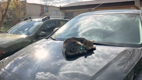 A striped gray-brown cat with a white breast is sleeping in the sun on the hood  Stock Footage 130714448