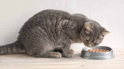 Striped gray cat eats food Video stock 195152317