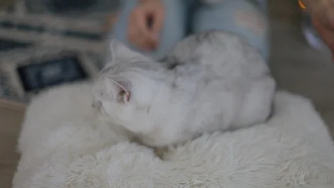 Striped gray cat Stock Footage 101326366