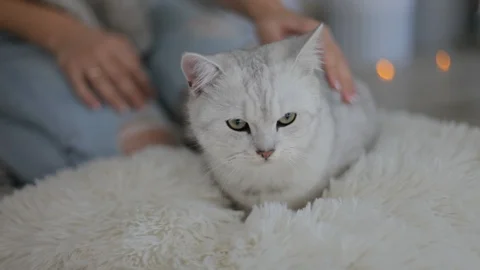 Striped gray cat Stock Footage 101326401