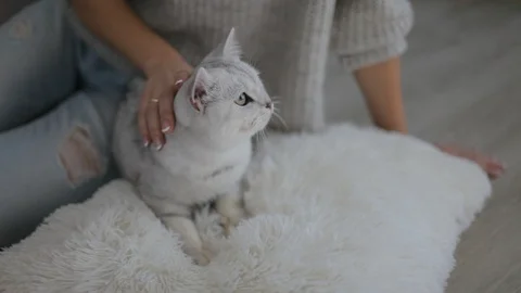 Striped gray cat Stock Footage 101326425