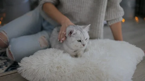 Striped gray cat Stock Footage 101326445