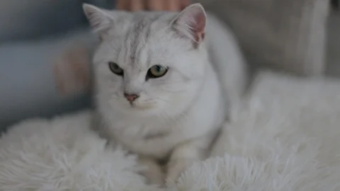 Striped gray cat Stock Footage 101326481