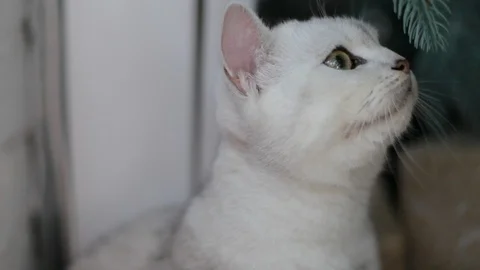 Striped gray cat Stock Footage 101326495