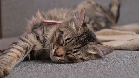 Striped gray cat sleeps on the couch. Lovely pet. Video stock 126424590