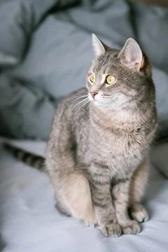 A striped gray cat with yellow eyes. A domestic cat sits on gray bed. Stock Photos