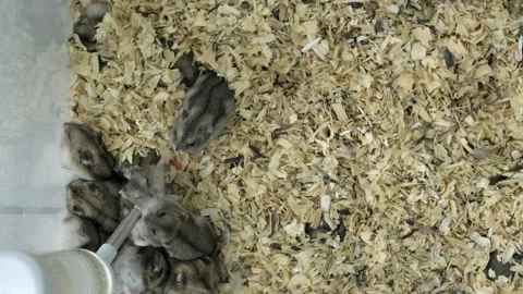 Striped gray jungar hamsters drinking water from a special water bottle in a Video stock 170539907
