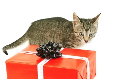 Striped gray kitten Stock Photos